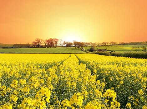 A bright new day and a healthy crop with Farm nestling on the rolling hills of Northumberland, England in Spring