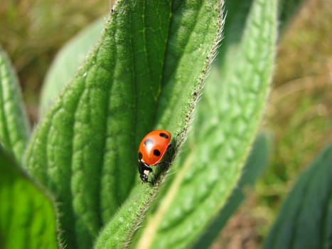 A macro shot of a Spotted Ladybird making it's way down the edge of a leaf.