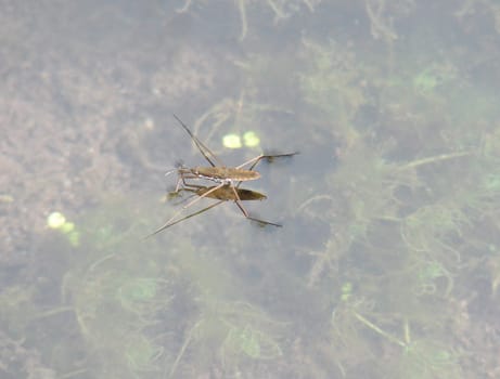a waterbug in a creek at the bottom of the Grand Canyon