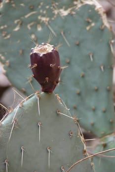 Shots of Grand canyon flora