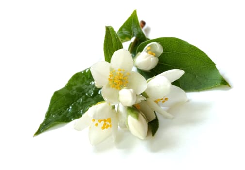branch of jasmin flowers