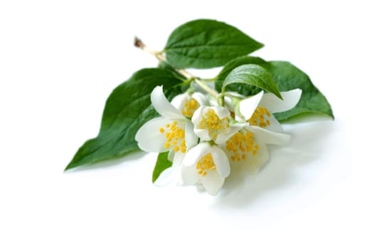 branch of jasmin flowers