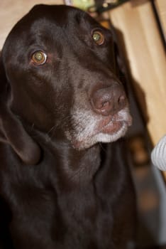 Chocolate Lab with brass eyes