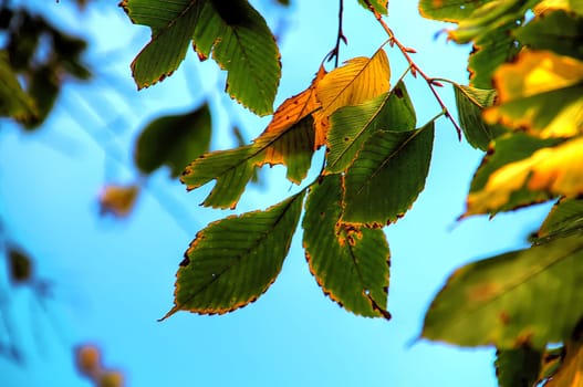 Light Leaves