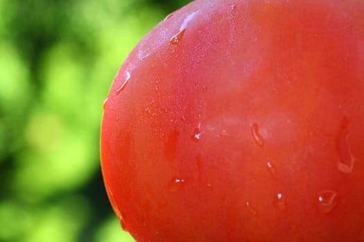 wet tomato on green