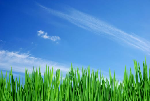 spring grass