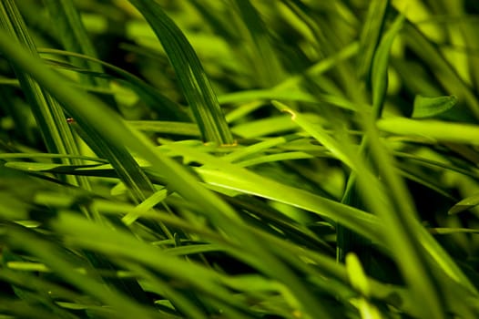 long grass