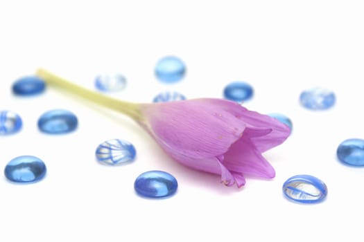 Lilac flower on a white background