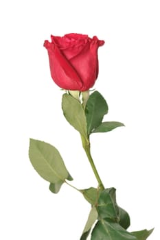 One red rose on a white background