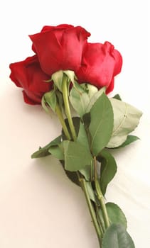 Three beautiful red roses lay on a white background