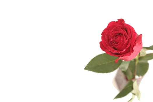One red rose on a white background