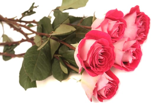 Five pink roses lay on a white background