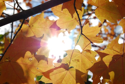 Sun, shining through some leaves