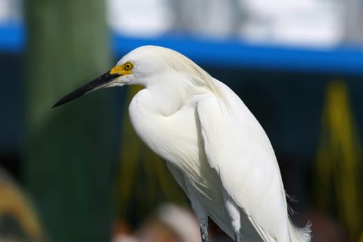 great egret, heron on blue