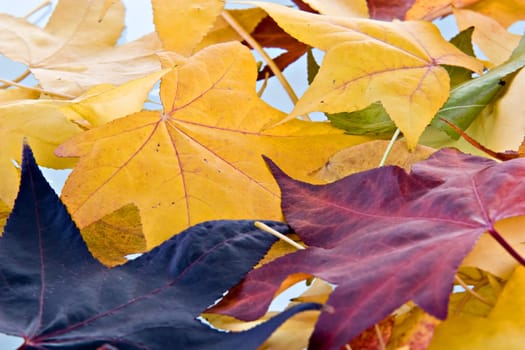 Fall leafs background