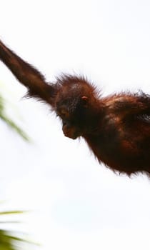 orangutan's offspring jumping