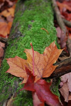 A red leaf on a green, moss covered log