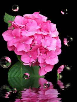 Pink hydrangea reflected in water and bubbles.