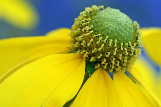 Macro image of an Autumn Sun Coneflower