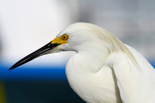 great egret, heron on blue