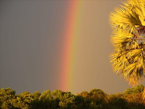 Rainbow on a dark sky beside a palm in Ogongo, Northern Namibia.
