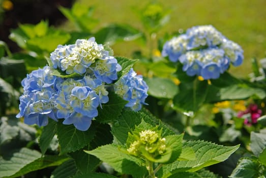 beautiful and colorful flower in the parks