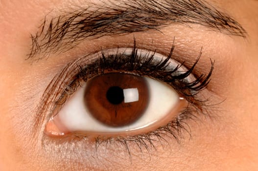 closeup of a colorful brown eye
