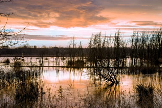 Untouched nature in the biotope nature reserve Markkleeberg at the Crostewitzer Graben