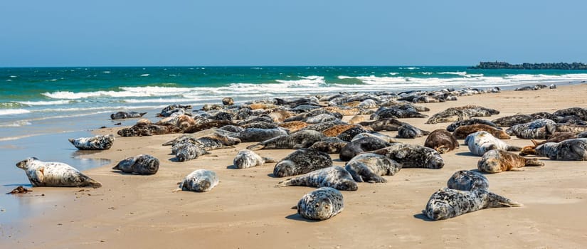 Grey seal colony - Seals lying on the beach on the dune Helgoland