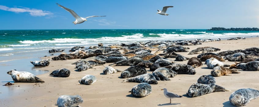 Grey seal colony - Seals lying on the beach on the dune Helgoland