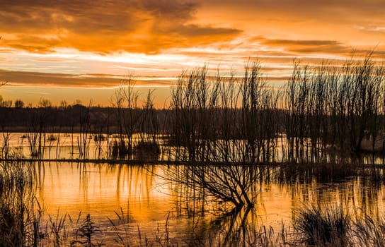 Untouched nature in the biotope nature reserve Markkleeberg at the Crostewitzer Graben