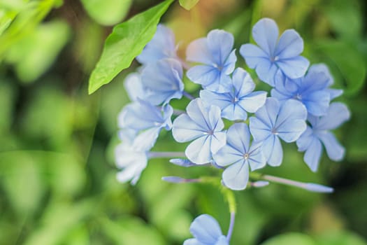 Closeup on blue cape plumbago auriculata flower. Plumbagidium auriculatum. Lam flower. Blue flower.