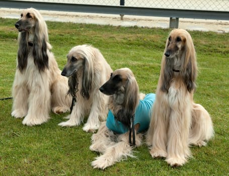 Afghane  Afghanischer  Windhund  Hund