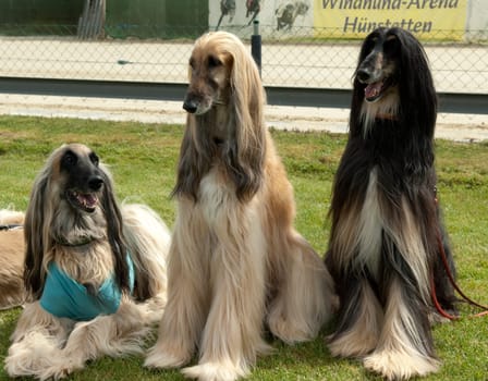 Afghane  Afghanischer  Windhund  Hund
