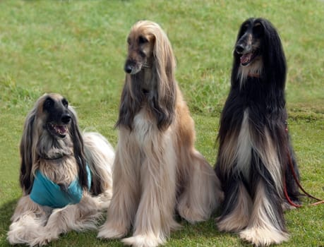 Afghane  Afghanischer  Windhund  Hund