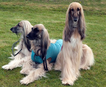 Afghane  Afghanischer  Windhund  Hund
