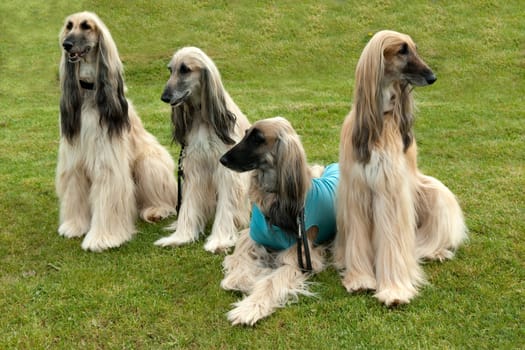 Afghane  Afghanischer  Windhund  Hund