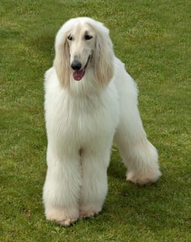 Afghane  Afghanischer  Windhund  Hund