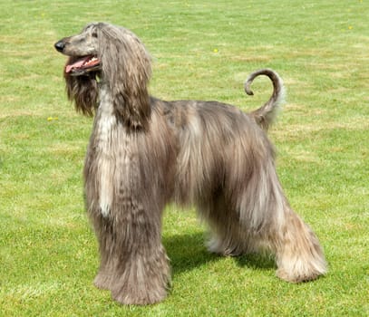 Afghane  Afghanischer  Windhund  Hund