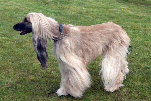 Afghane  Afghanischer  Windhund  Hund