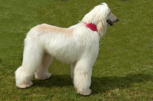 Afghane  Afghanischer  Windhund  Hund