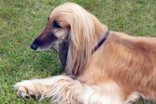 Afghane  Afghanischer  Windhund  Hund
