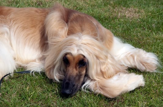 Afghane  Afghanischer  Windhund  Hund
