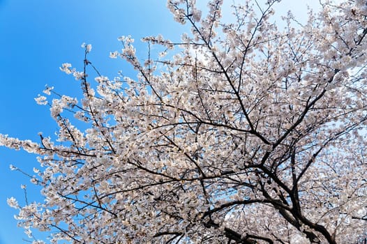 Blossoming sakura with pink flowers, closeup shot