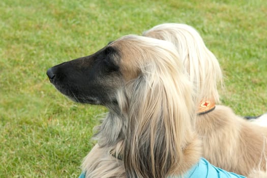 Afghane  Afghanischer  Windhund  Hund