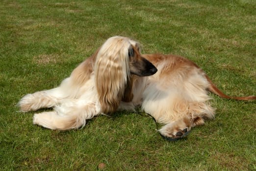 Afghane  Afghanischer  Windhund  Hund