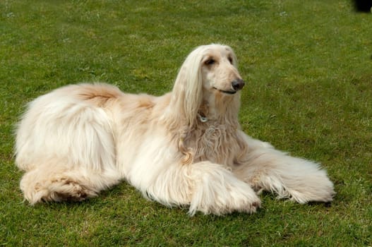 Afghane  Afghanischer  Windhund  Hund