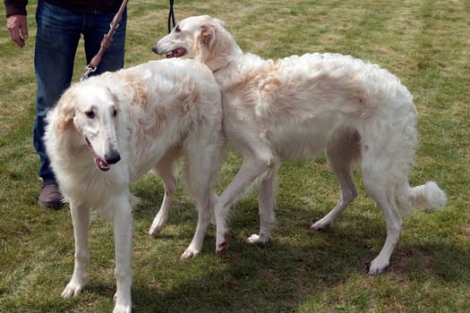Barsoi, langhaarig, Barzaia, Russischer, Wolfshund