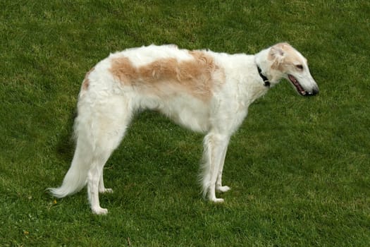 Barsoi, langhaarig, Barzaia, Russischer, Wolfshund