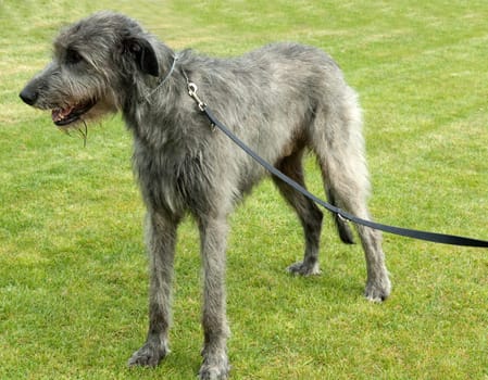irischer Wolfshund